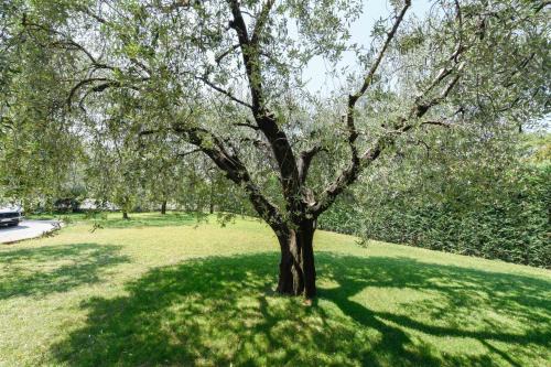 Il Giardino degli Ulivi