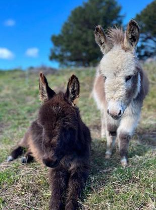 Mælstrøm End Eco Farmstay