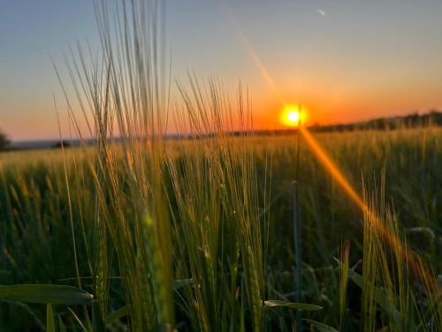 Natururlaub mit Pferdeglück - dein Rückzugsort bei Nikopol