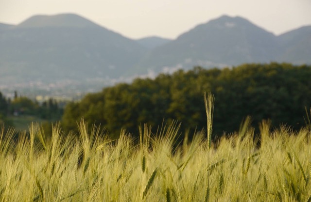 Retino Tiglio Mini apartment in the green of Fassia Estate 5' from Gubbio