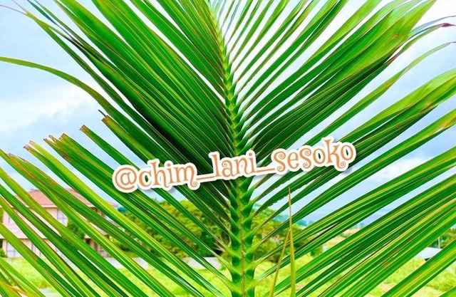 Sesoko Log Cabin [Chimu lani] - Vacation STAY 26745v