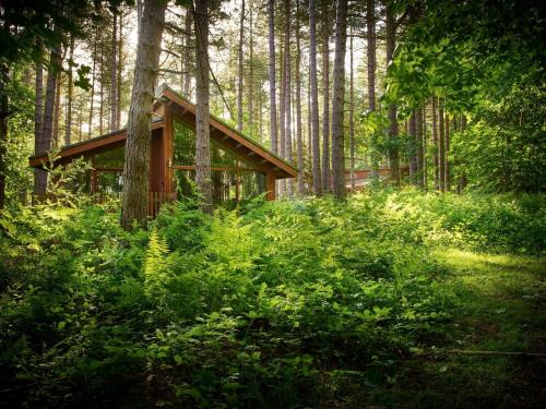 Sherwood Forest Cabins - Forest Holidays