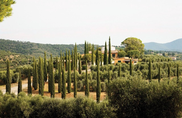 Spacious vacation home "Azzurrina" in the middle of a beautiful olive grove