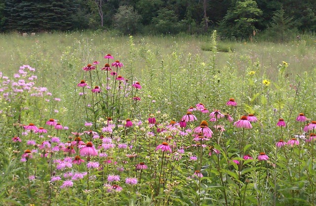 Sweet Haven 5 Bedroom, Wildflower Meadow, Woods, Trails, Charming Stockholm, WI