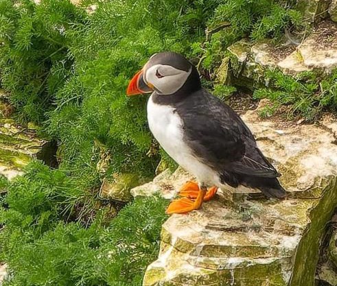 Trinket - The Cliff Top Cottage