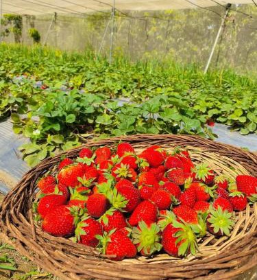 Jordan Cabin | ام القطين لونج