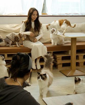 Taitung City Centre House | 癒室Healing space貓咪咖啡廳寵物友善民宿-台東縣民宿2094號