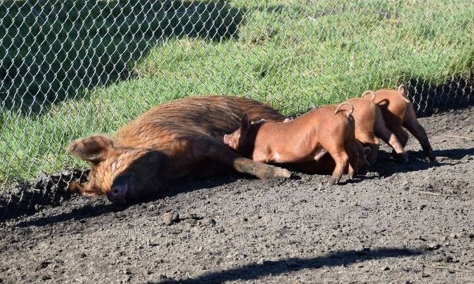 Oosterwolde Cabin | 1 bedroom cabin in oosterwolde