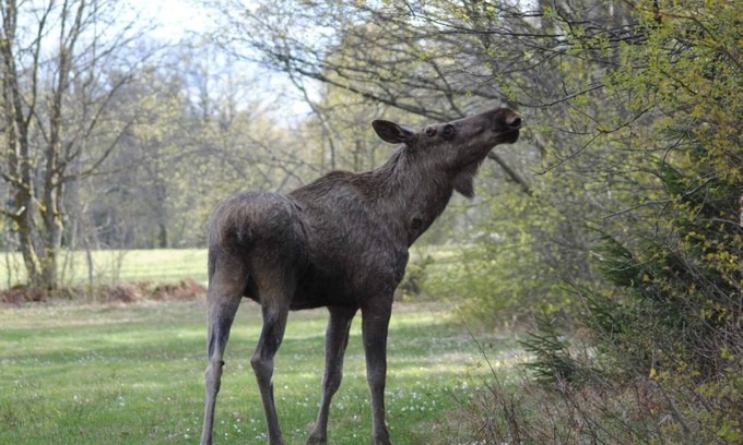 Overbyn House | 4 person holiday home in TORSBY