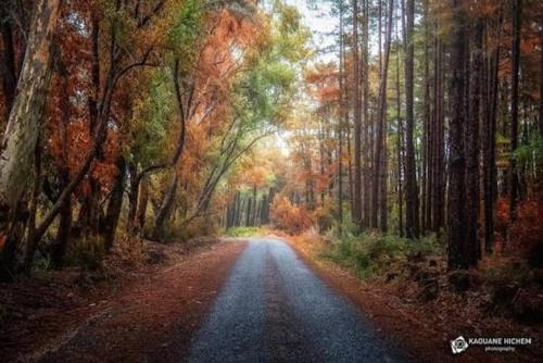 Ain Draham Cabin | Adrema