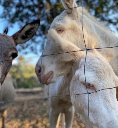 Sorgono House | Agriturismo Pranu
