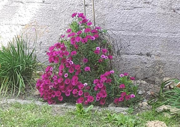 San Pedro Apartment | Alamafuerte