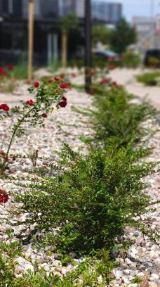 Pruszcz Gdanski Apartment | Apartament Pruszcz Park 10