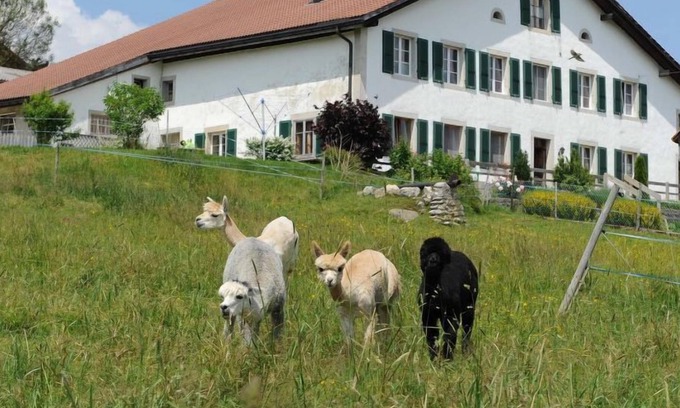 Muriaux Apartment | Apartment Gîte - Ferme O'Clés in Les Breuleux - 4 persons, 1 bedrooms