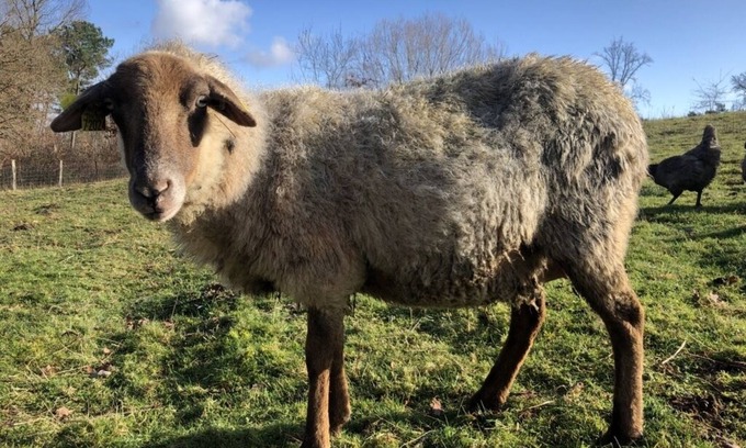Lagorce House | At the heart of the "Ferme de Queyron": quietude and welfare !