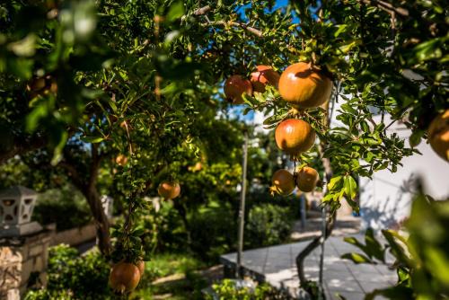 Drosia Apartment | Avouris Studios