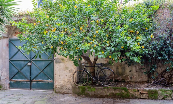 Pisa City Centre House | B&B Via Corsica 10