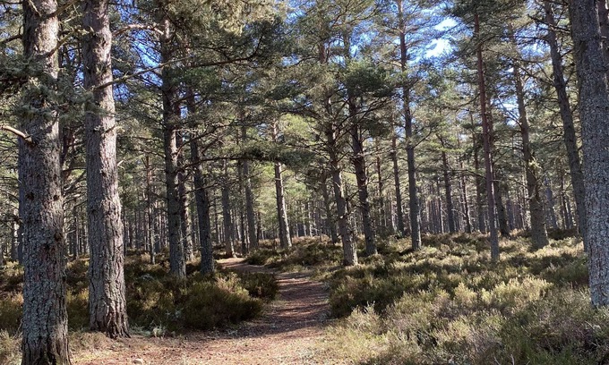 Boat of Garten Ski Chalet | Cairn Toul is a comfortable well equipped chalet ideal for a Highland break