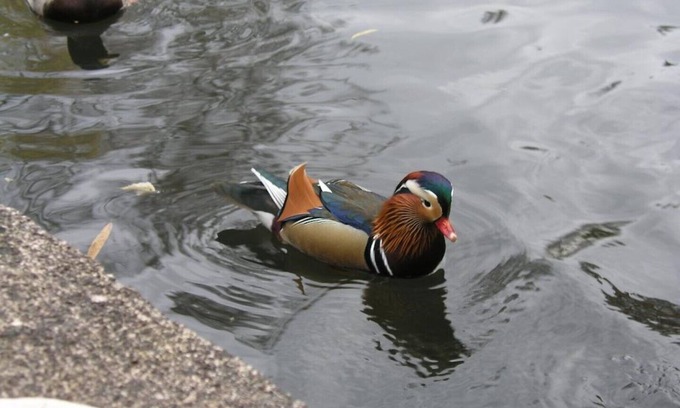 Rahnsdorf Apartment | Apartment domicile New Venice