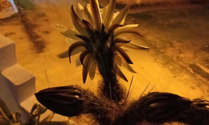 Copacabana House | Diamante Andino