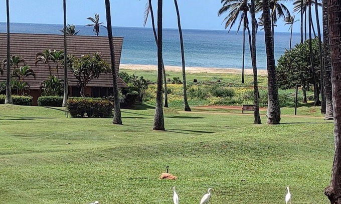 Maunaloa Condo | Efficiency