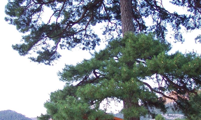 Canamares Cabin | El Llano de los Conejos Cabins - Cabin 9