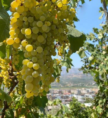 Berat Villa | Elli's Villa