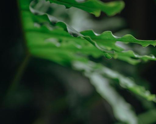 Quy Nhon House | Em's Garden Quy Nhơn