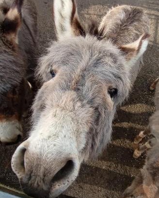 Lohma Other | Eselstall Karl