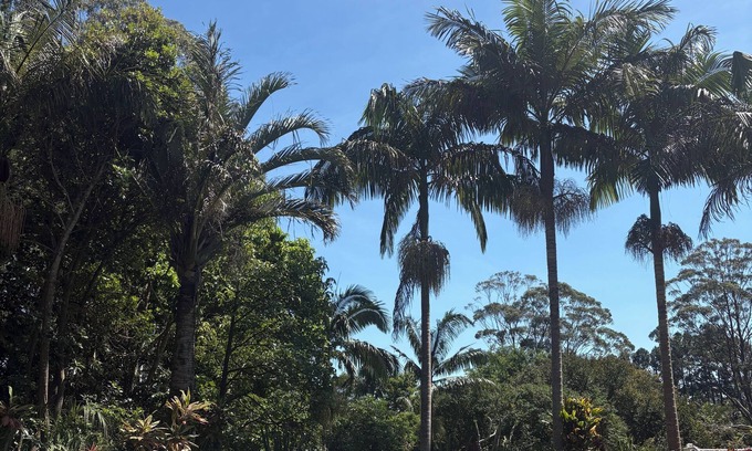 Newrybar House | Family friendly colourful home with pool, sauna and spacious garden