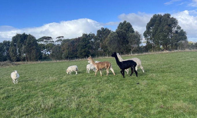 Fish Creek House | Farm Container Sheep Room