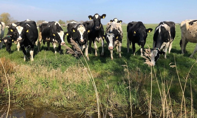 Jemgum House | Fehnhaus an der Kuhweide 45236 - Fehnhaus an der Kuhweide