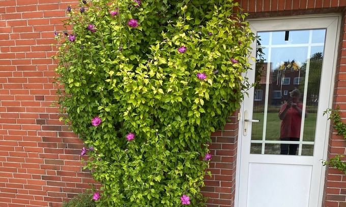 Altharlingersiel Apartment | Ferienwohnung/app. für 4 Gäste mit 60m² in Neuharlingersiel