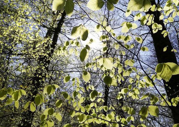 Kammerforst Apartment | Ferienwohnung zur Erlebnisschmiede