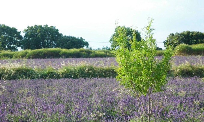 Bourg-Saint-Andeol House | Fignère Havre de Paix 3 * ds Mas near Gorges de l'Ardèche on 2 ha of lavender