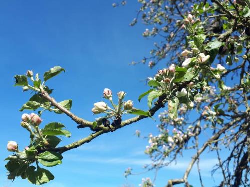Neuville-les-Decize House | Gîte à la ferme, avec animaux, fromages et nature