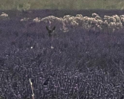 Piegros-la-Clastre House | Gîte des prés de la Drome