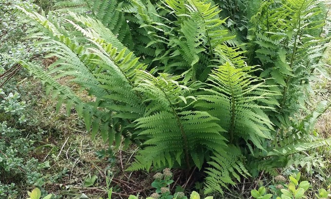 Myrdalshreppur House | Giljur Guesthouse