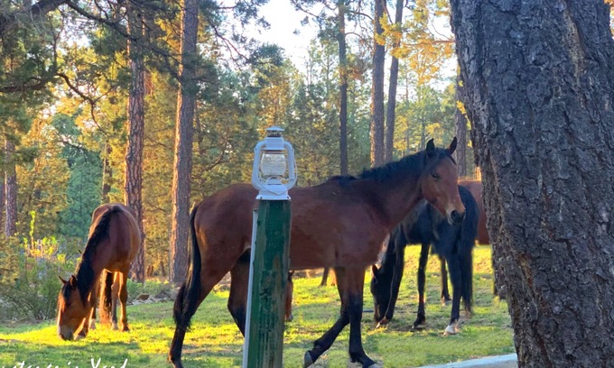 Ruidoso House | Great Location