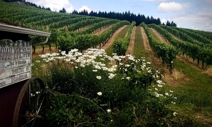 Alvadore House | Guesthouse Villa Elhanani in the vineyard