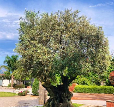 Poggiomarino Hotel | Hotel Ginevra