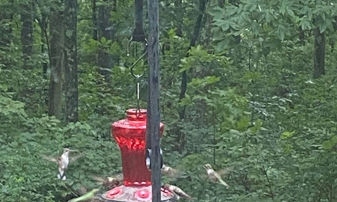 Ozone Apartment | Humming Bird Hideaway