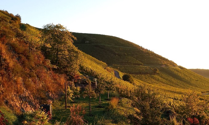 Niedermorschwihr Apartment | In the heart of the Sommerberg Grand Cru