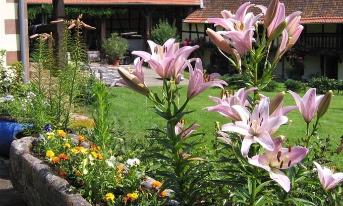 Schalkendorf Apartment | Independent gite 45 m2 in charming Alsatian farm with pool and orchard