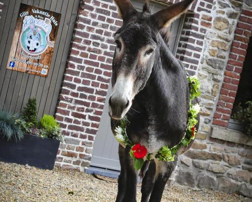 Ovifat House | L'anerie de Sourbrodt