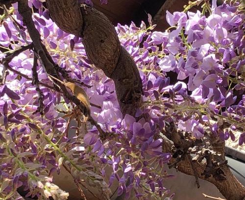 Trevoux House | Le jardin de félicie