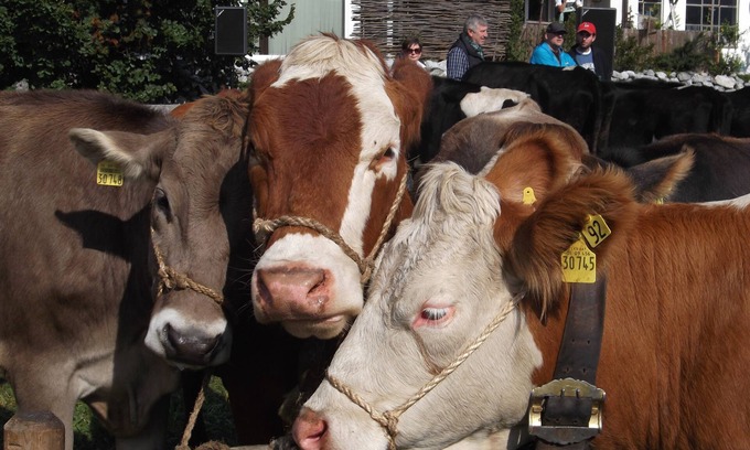 Verwaltungsgemeinschaft Hornergruppe Apartment | Modern vacation apartment, 2 pers., indoor pool, on the ground floor