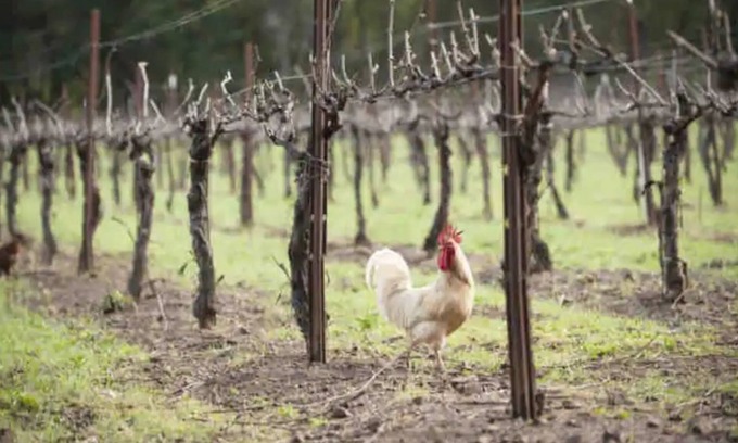 Warner Springs Other | Mountain Vineyard Retreat.