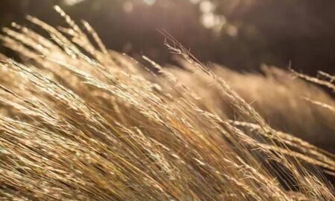 Stieglitz Cottage | Mr Frederick’s - cosy cottage in a seaside town on the beautiful east coast.