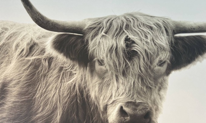 Holland House | New Listing: The "Stable" at OGR! 5 Star Accommodations! Sleeps 4